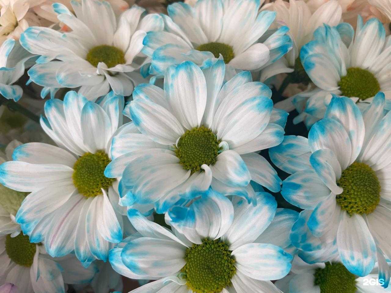 Отзывы на компанию Пионика в г. Артём c фото