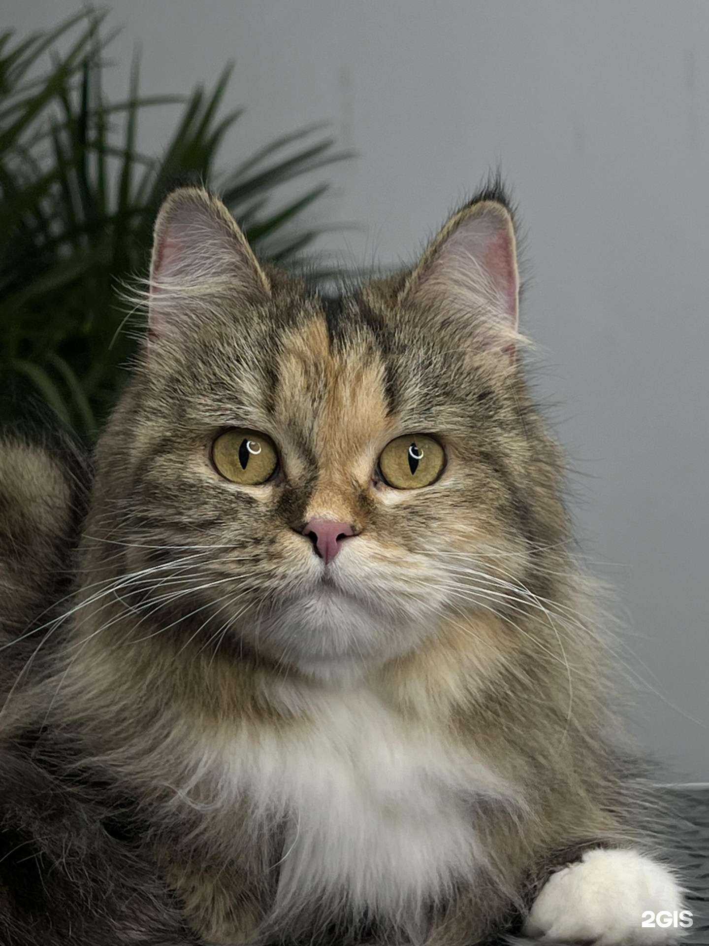 Отзывы на компанию Cat&Dog в г. Киров c фото