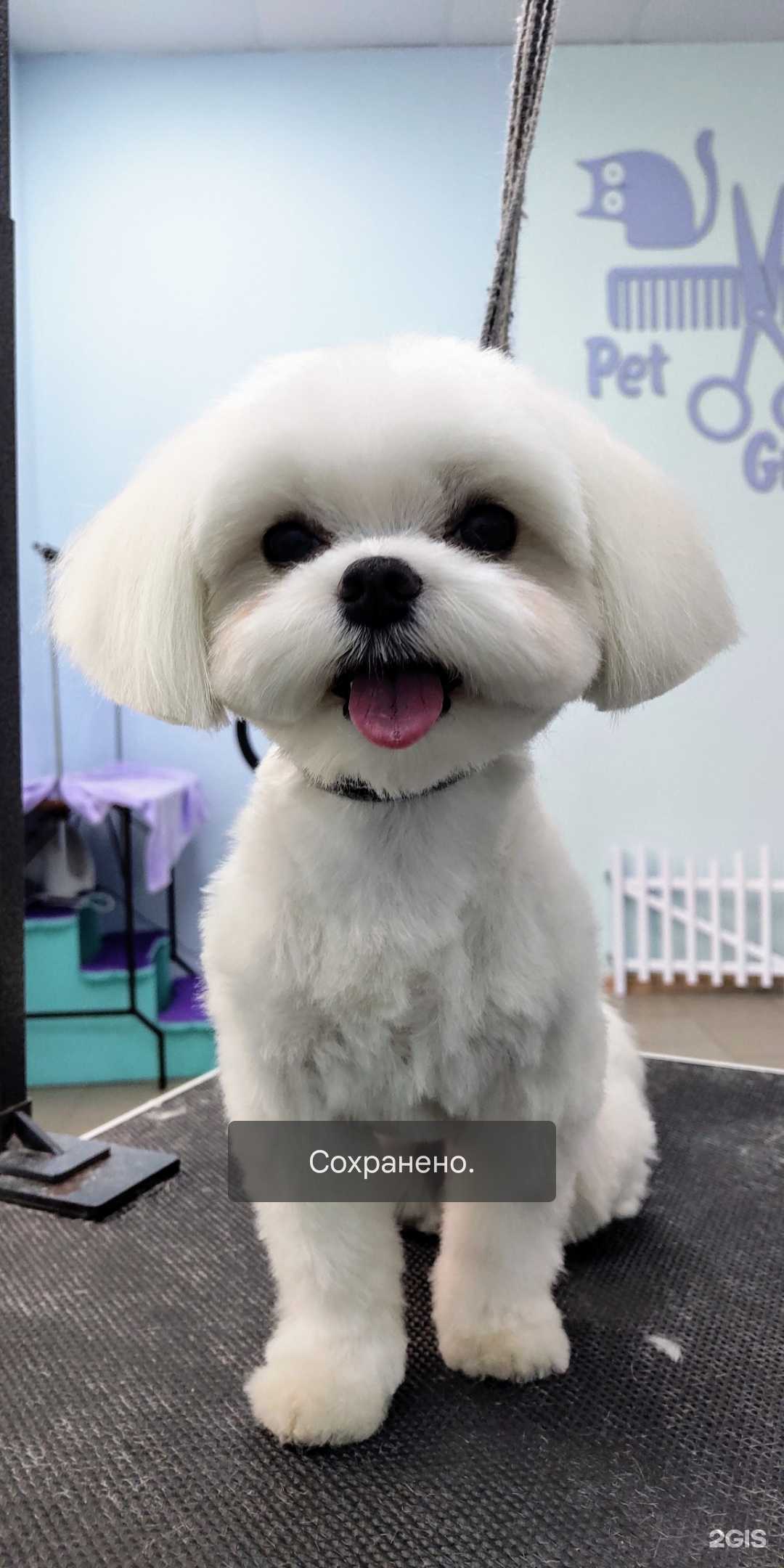 Отзывы на компанию My happy pets в г. Энгельс c фото