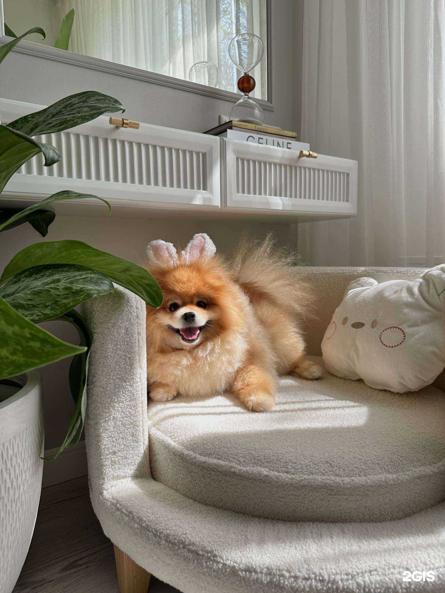 Отзывы на компанию PetStyle в Ростове-на-Дону c фото