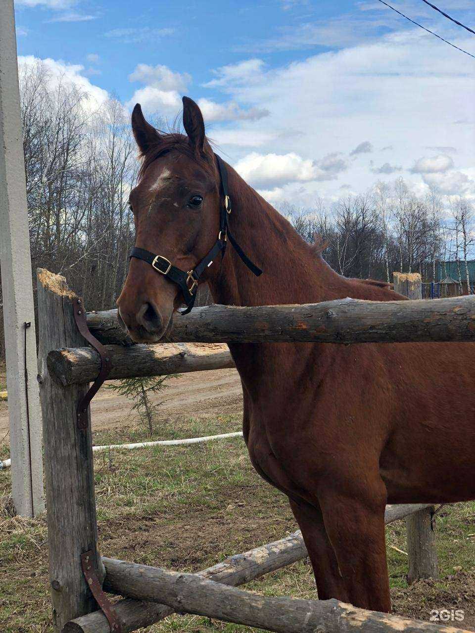 Отзывы на компанию Гандикап в г. Химки c фото