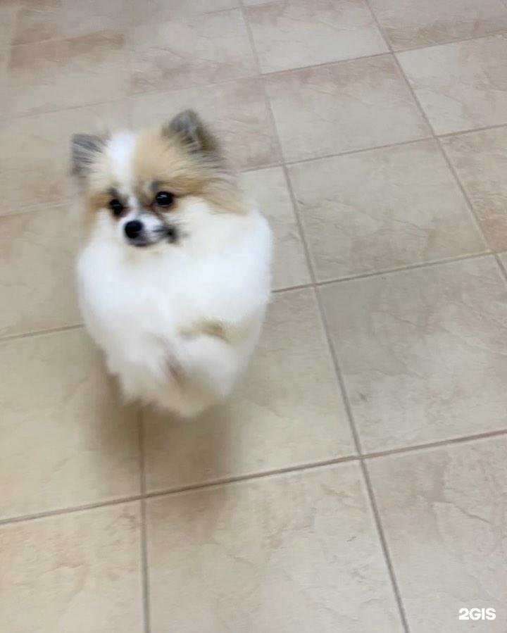 Отзывы на компанию Красивый пëс в Дубне c фото