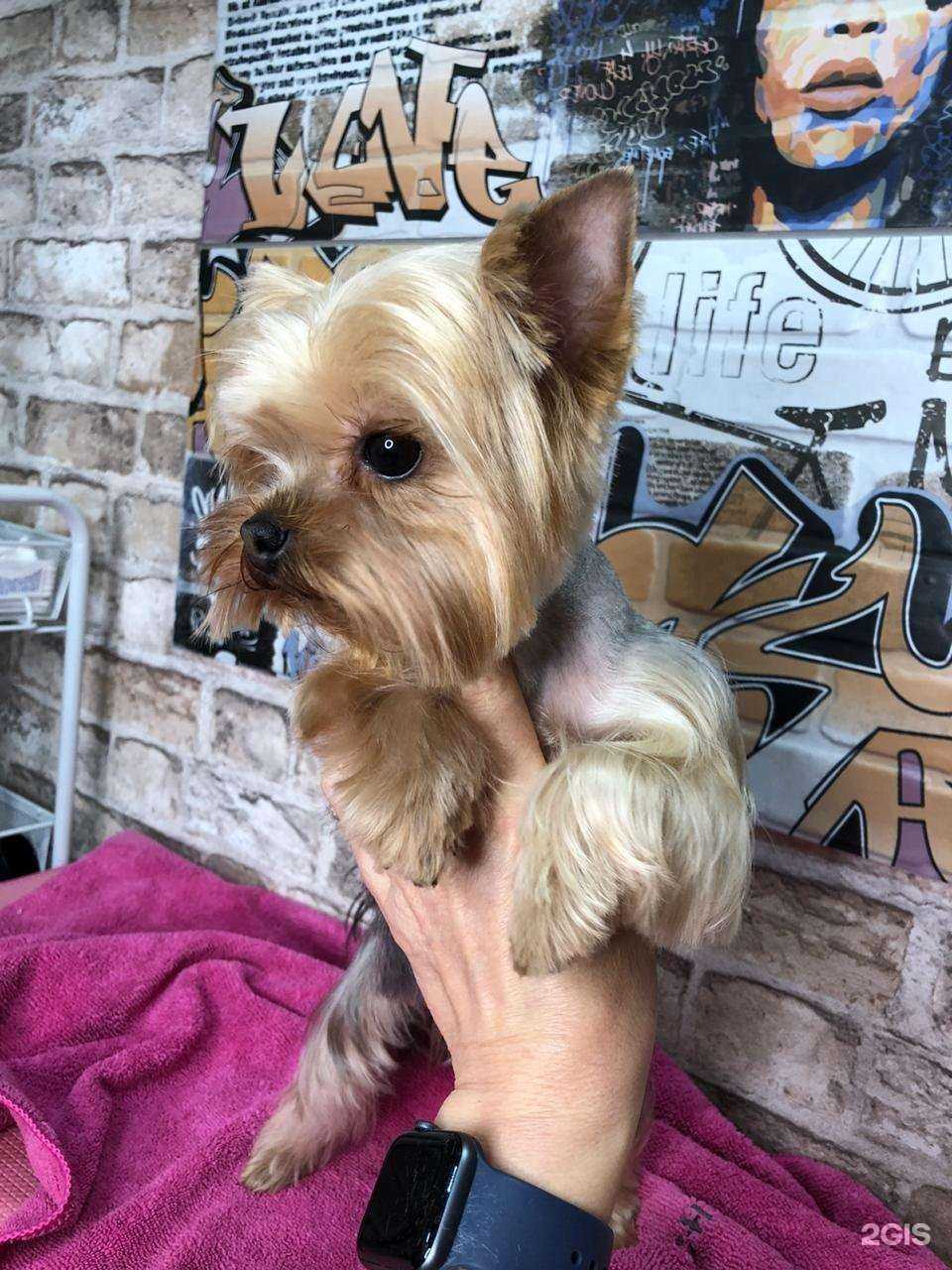 Отзывы на компанию Doggy style в г. Сочи c фото