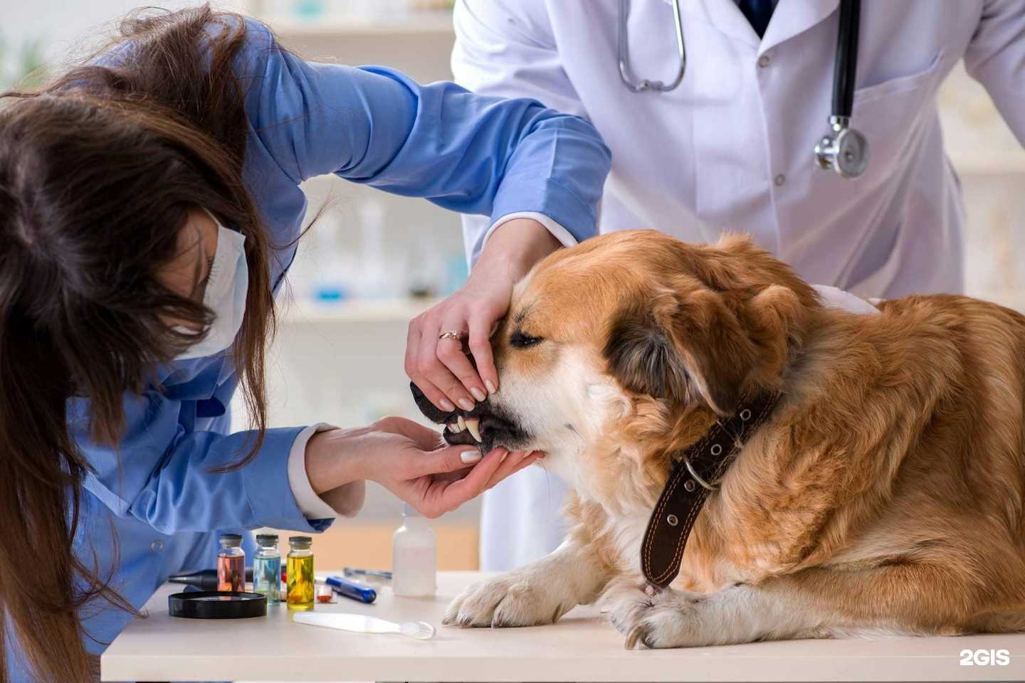 Отзывы на компанию Фламинго в г. Нижневартовск c фото