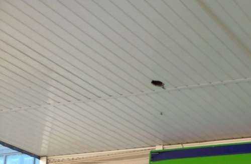 Отзывы на компанию Fix price в г. Великий Новгород c фото