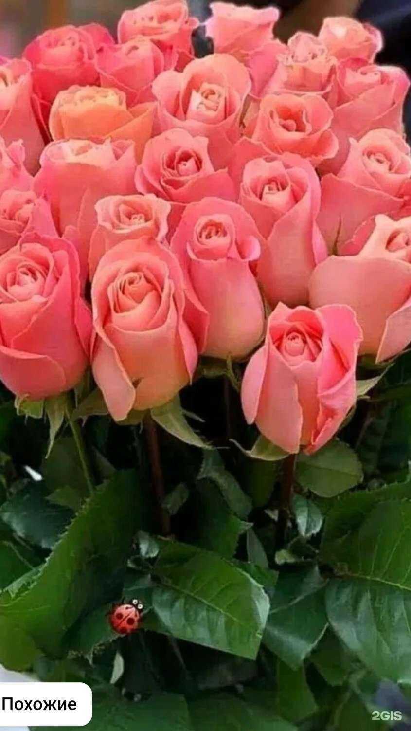 Отзывы на компанию Премиум центр в г. Астрахань c фото