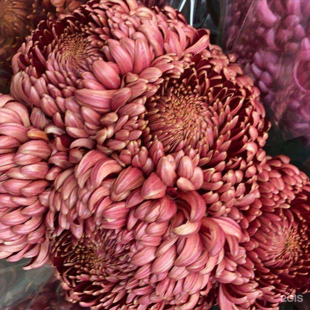 Отзывы на компанию Улица роз в Краснодаре c фото