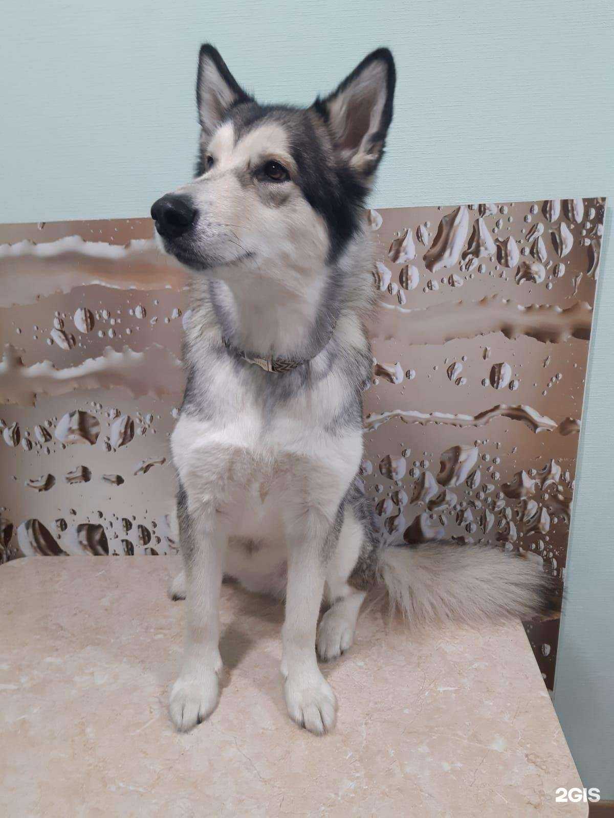 Отзывы на компанию Симба в Барнауле c фото