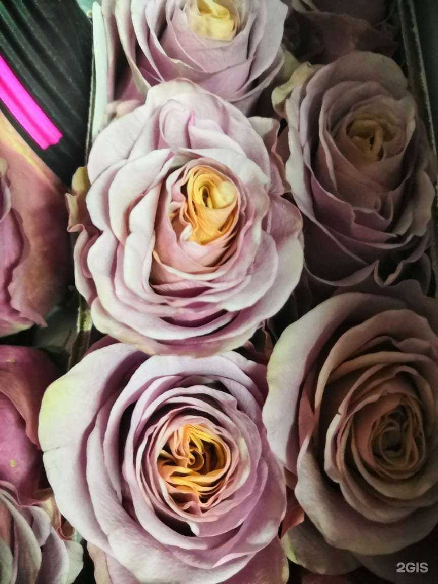 Отзывы на компанию Маркет Флора в Кемерове c фото