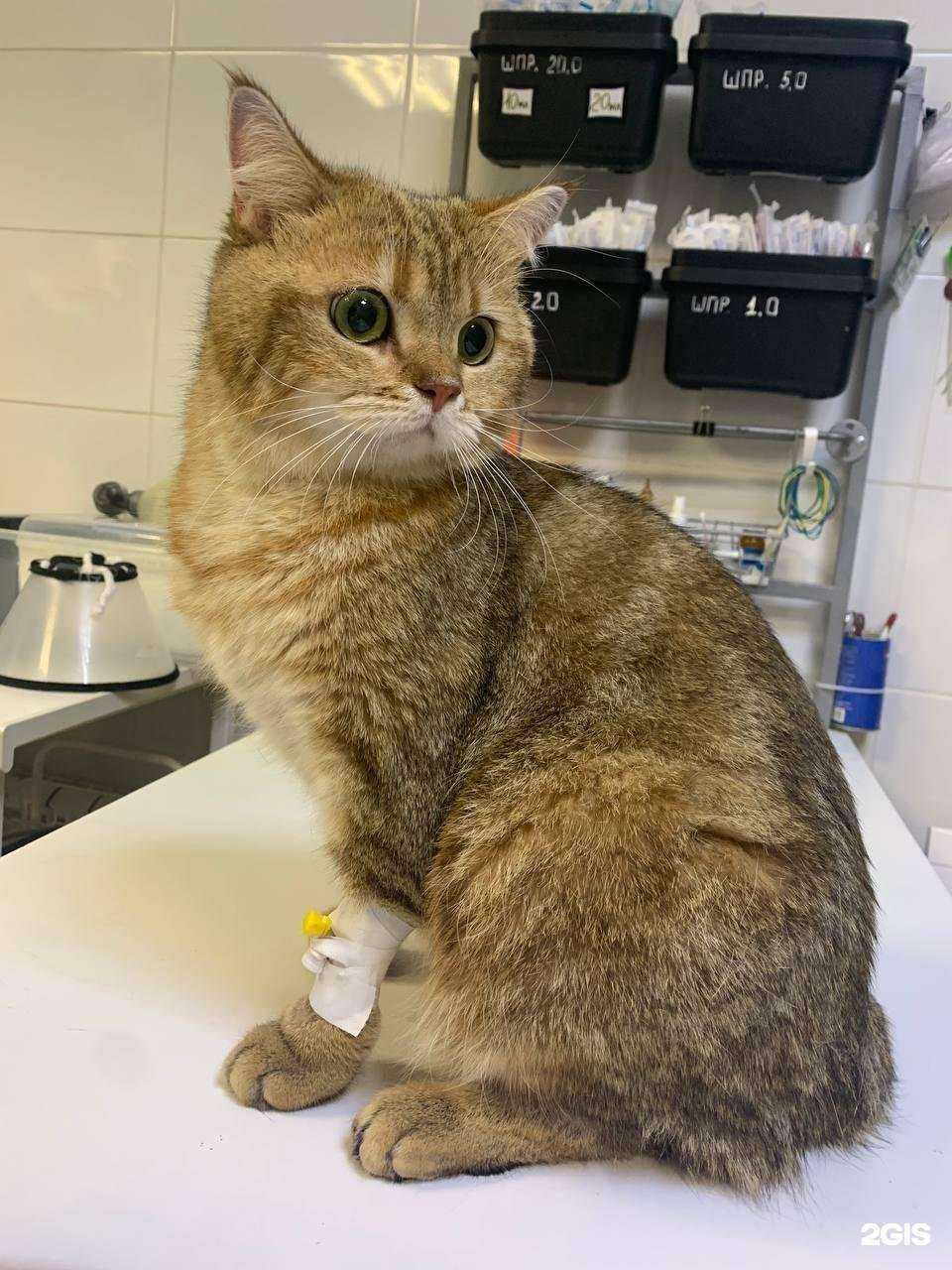 Отзывы на компанию Бося в Дзержинске c фото