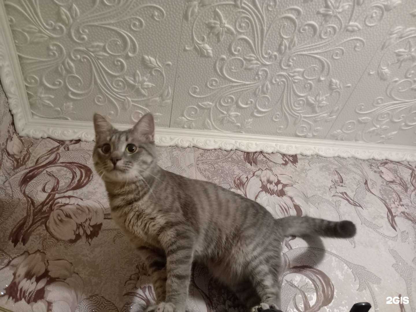 Отзывы на компанию Ветсервис в г. Пенза c фото