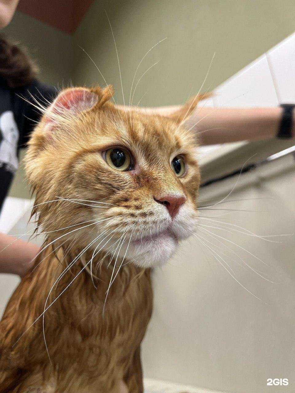 Отзывы на компанию Чиабака в Люберцах c фото