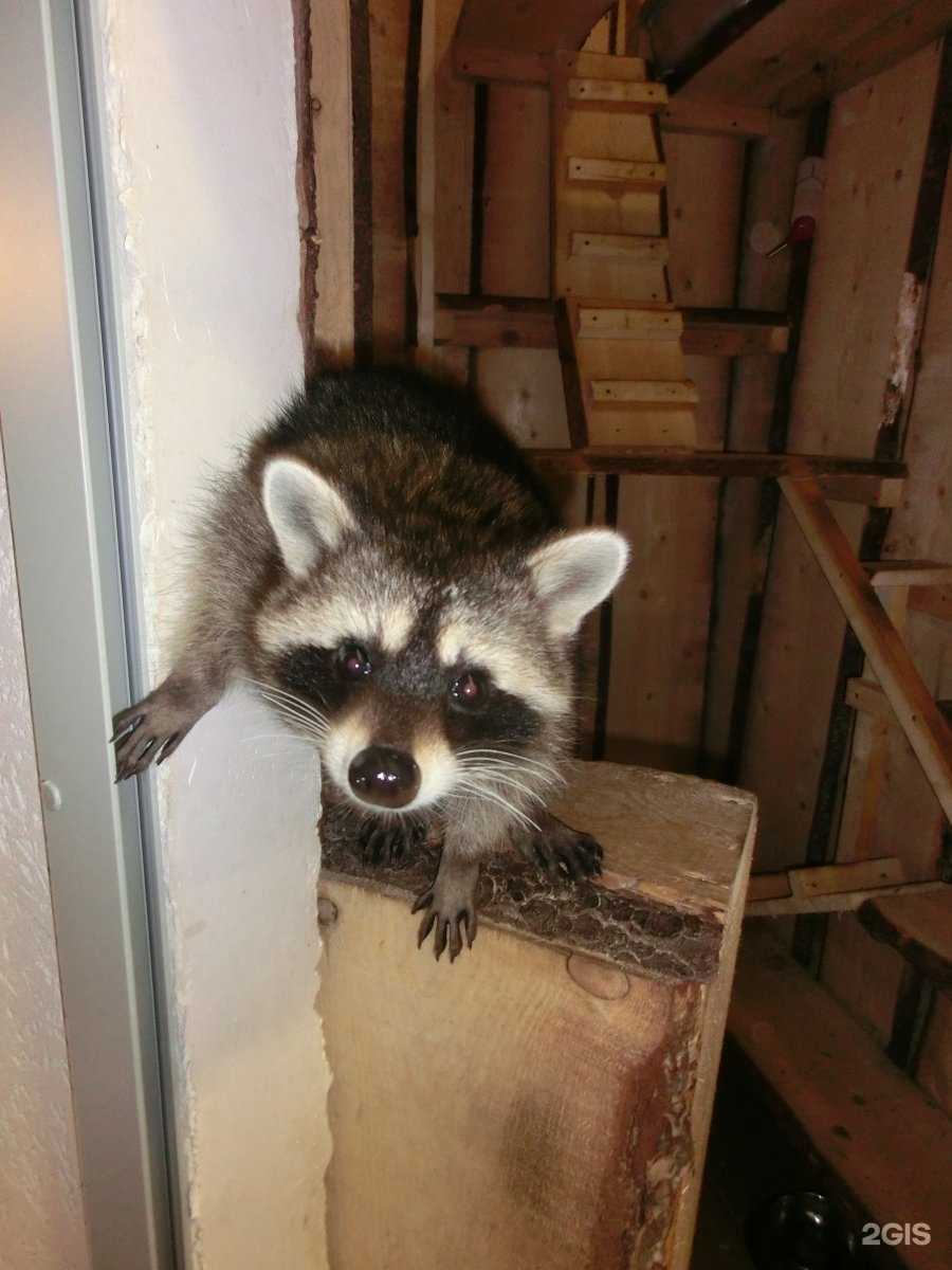 Отзывы на компанию Енот-полоскун в Петрозаводске c фото