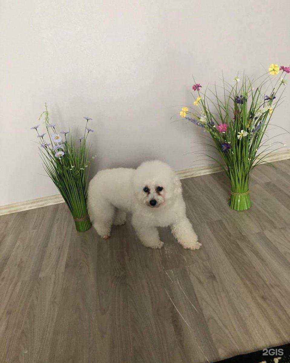 Отзывы на компанию ВетИмпульс в Балашихе c фото