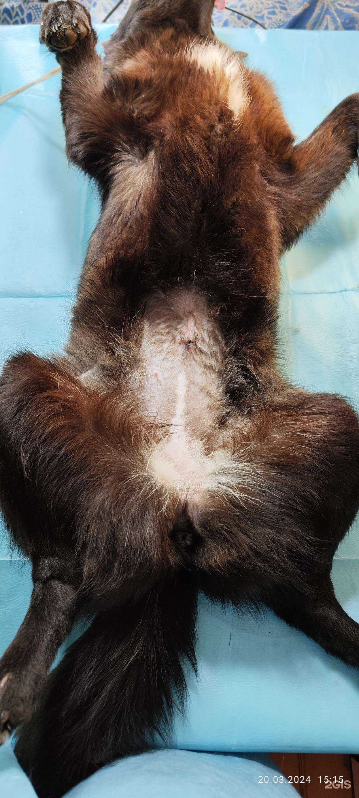 Отзывы на компанию Ветеринарный кабинет в г. Оренбург c фото