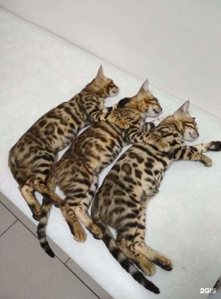 Отзывы на компанию Ветеринарный доктор в г. Кемерово c фото