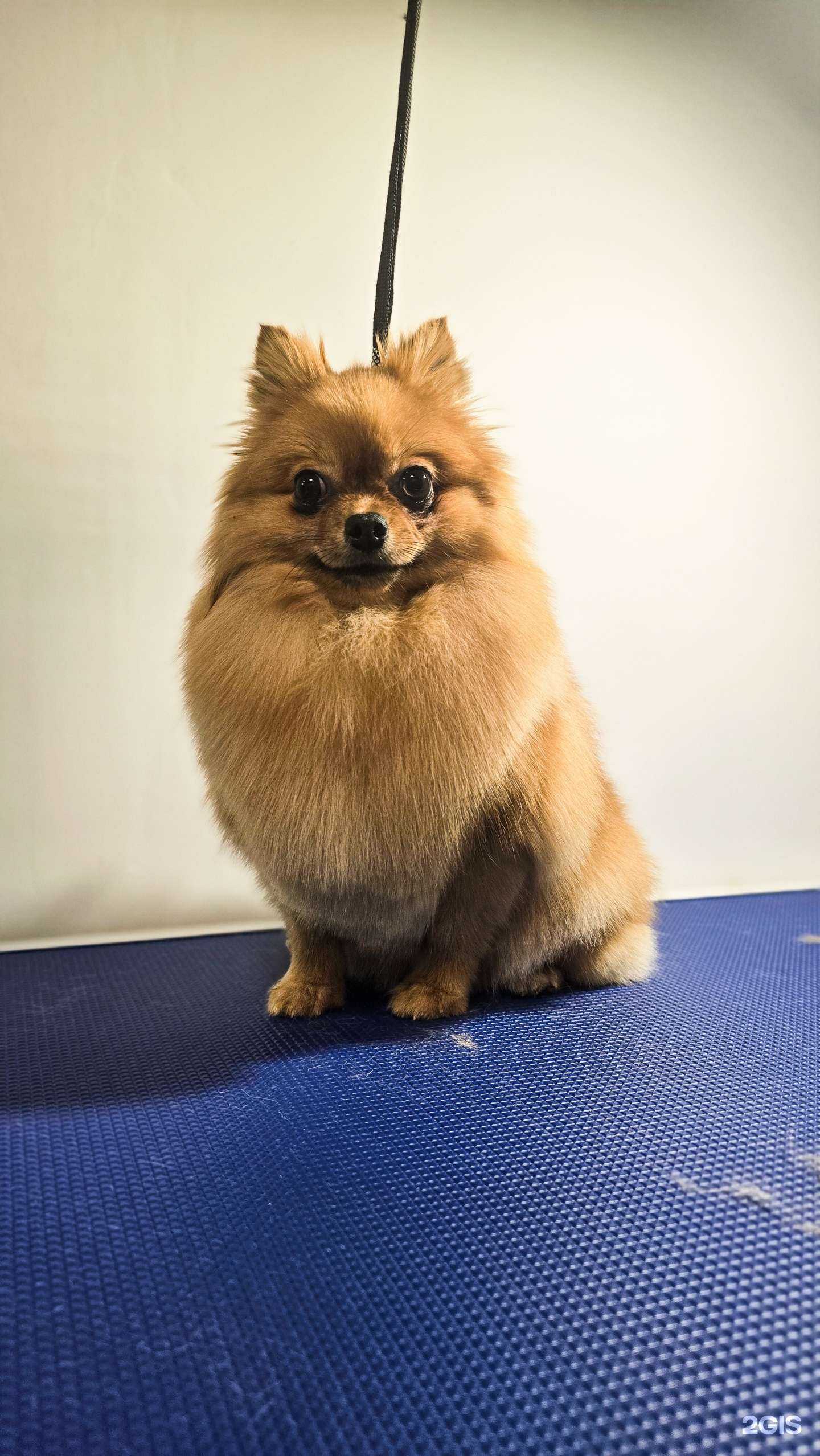 Отзывы на компанию Собачка на прокачку в г. Ноябрьск c фото