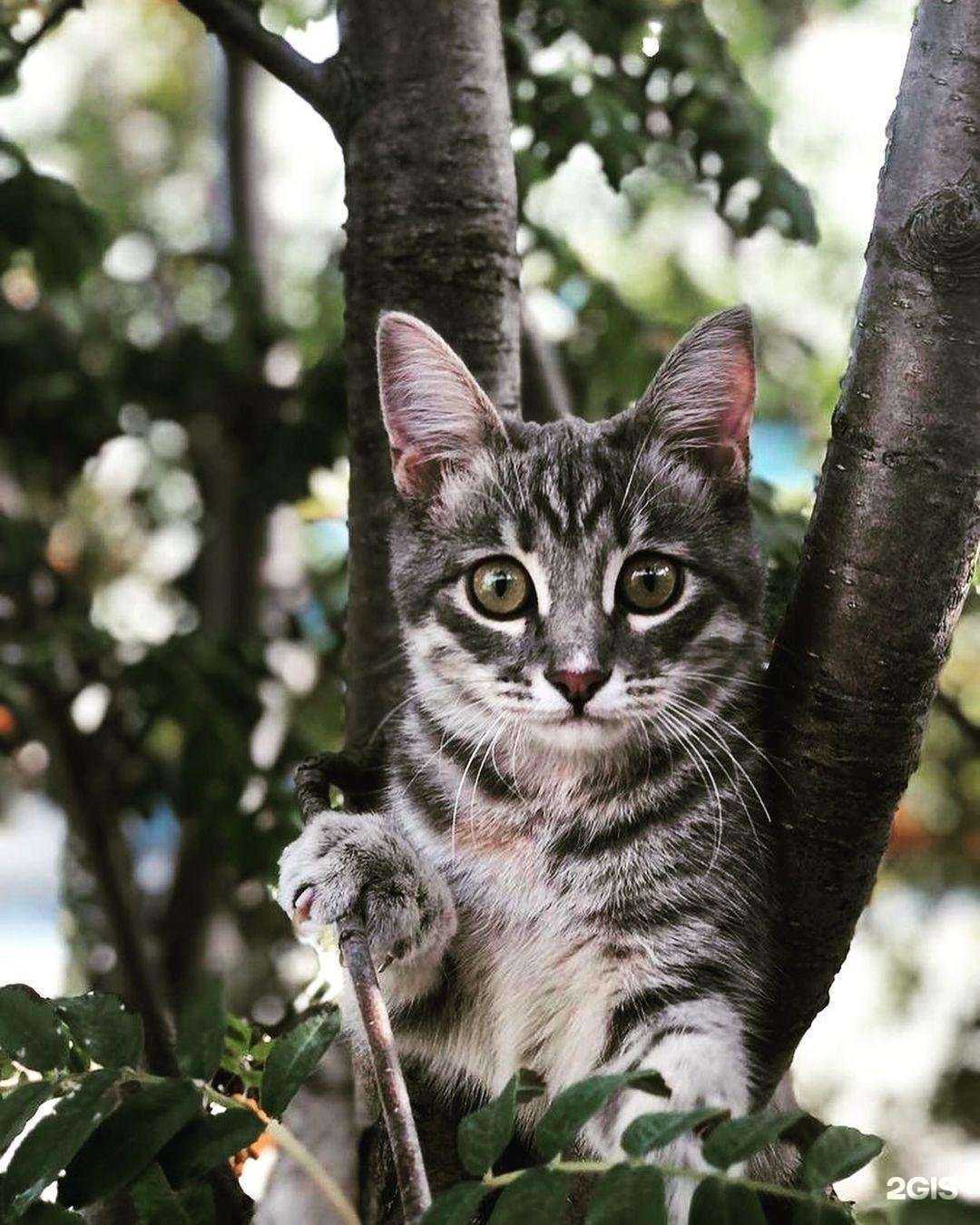 Отзывы на компанию Doctor vet в г. Саратов c фото