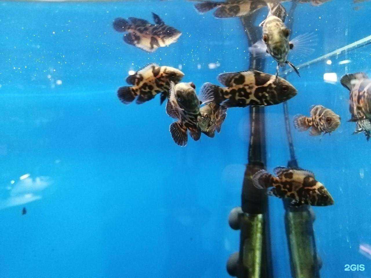 Отзывы на компанию Дискус&Рептилии в Дзержинске c фото