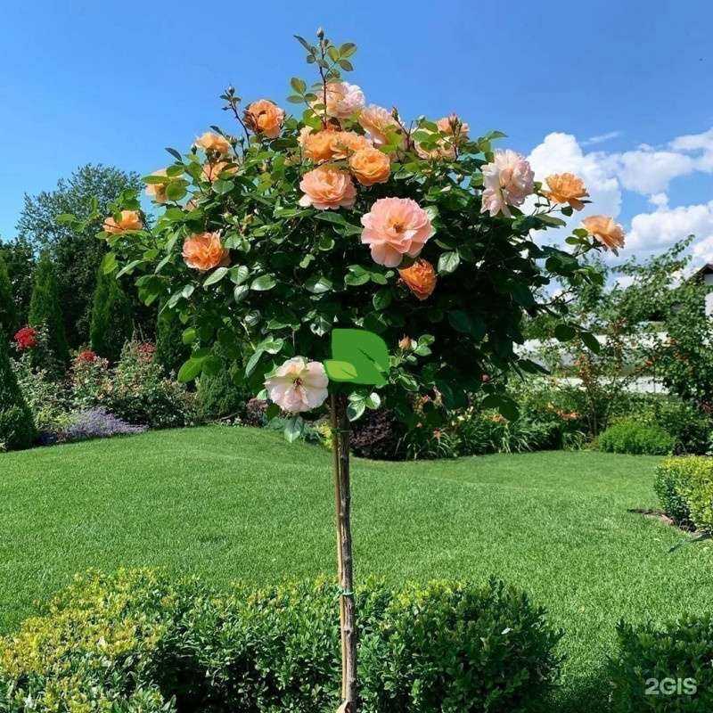 Отзывы на компанию Зеленый мир в г. Череповец c фото