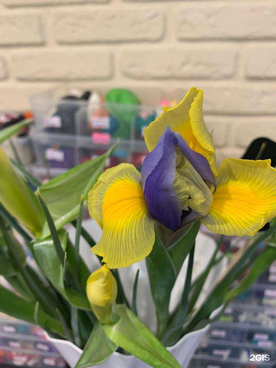 Отзывы на компанию Стрекоза в г. Междуреченск c фото