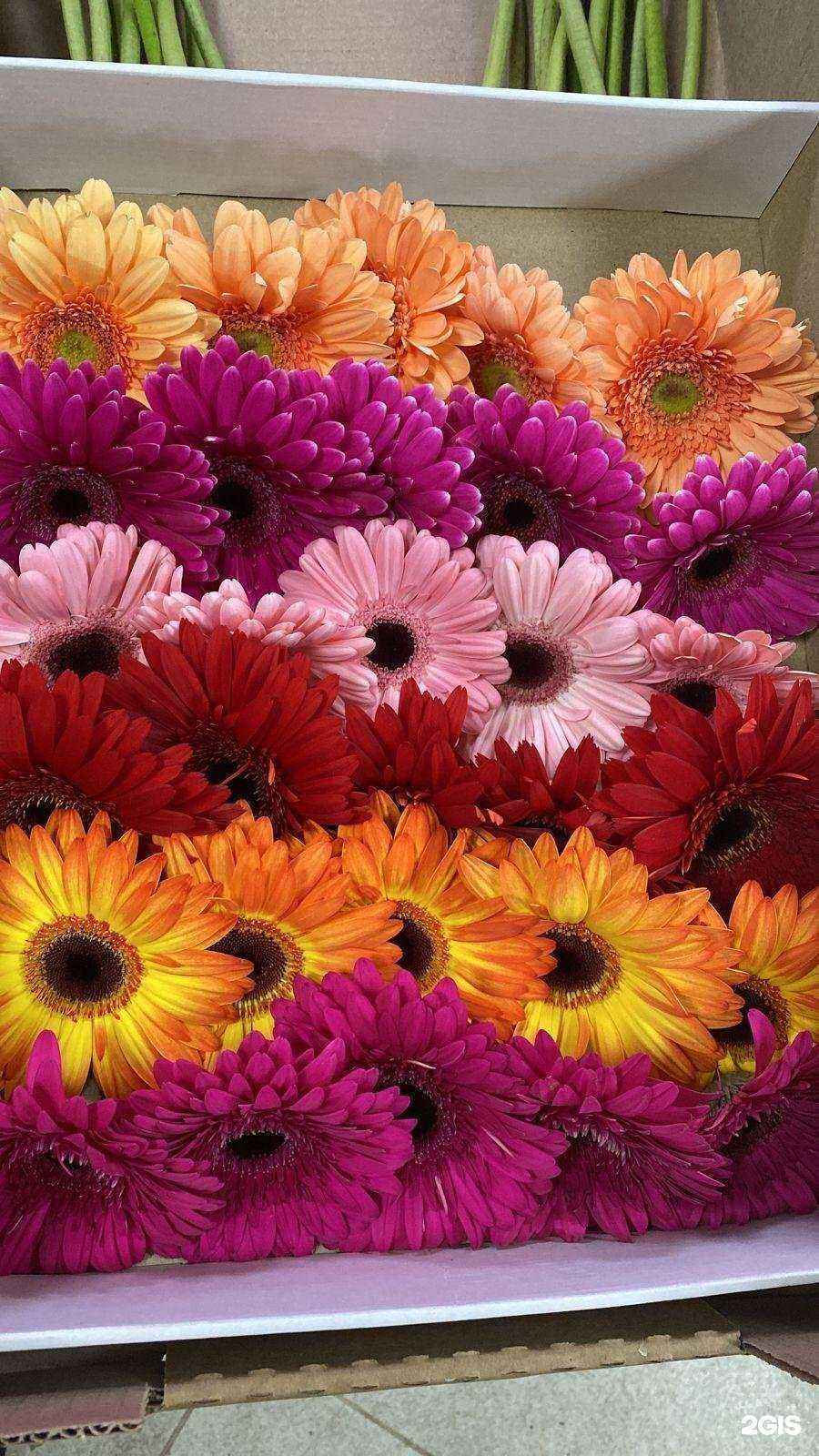 Отзывы на компанию Бутоника в г. Каспийск c фото