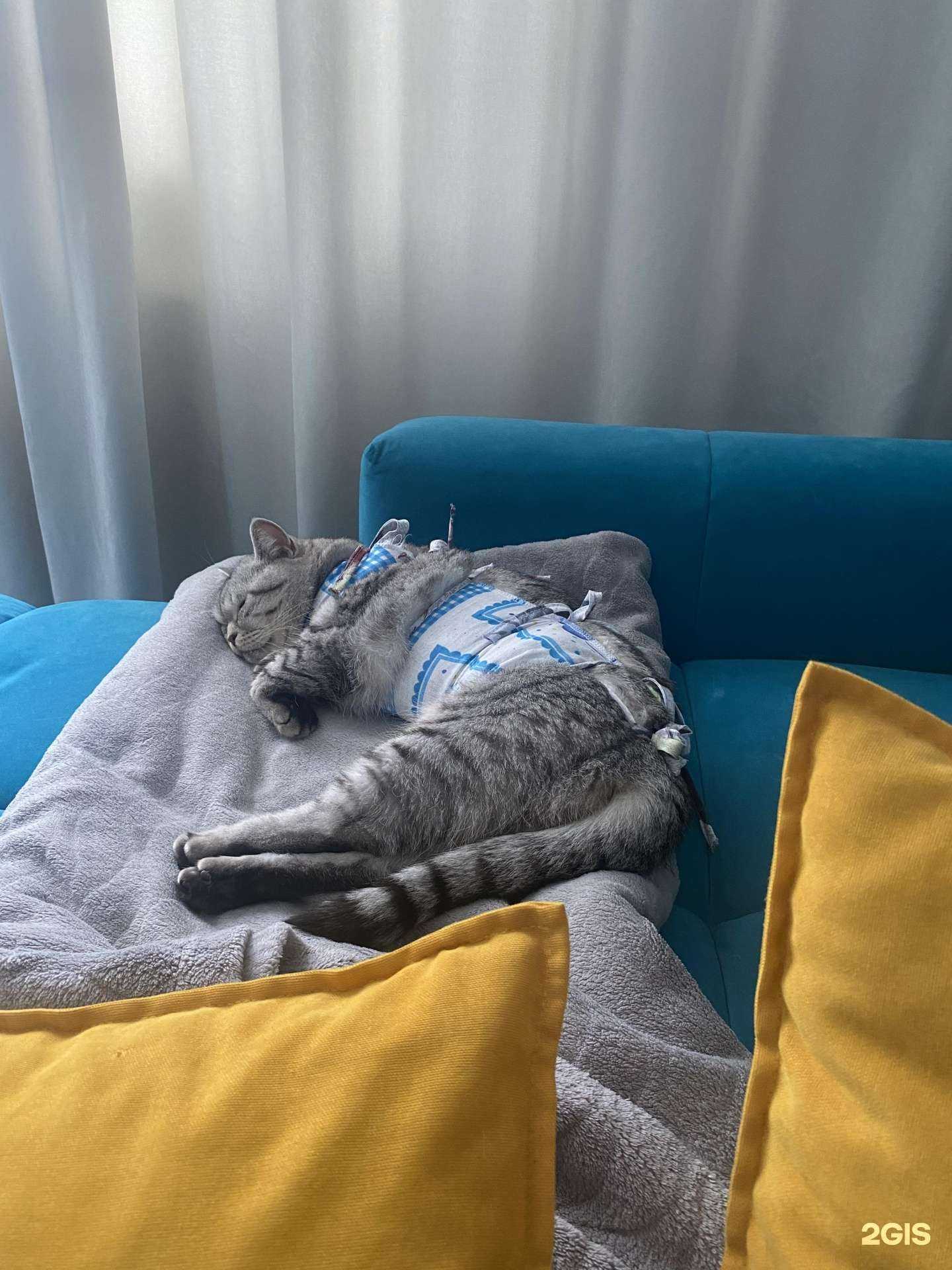 Отзывы на компанию Ветеринарный пункт льготной стерилизации домашних животных в г. Новосибирск c фото