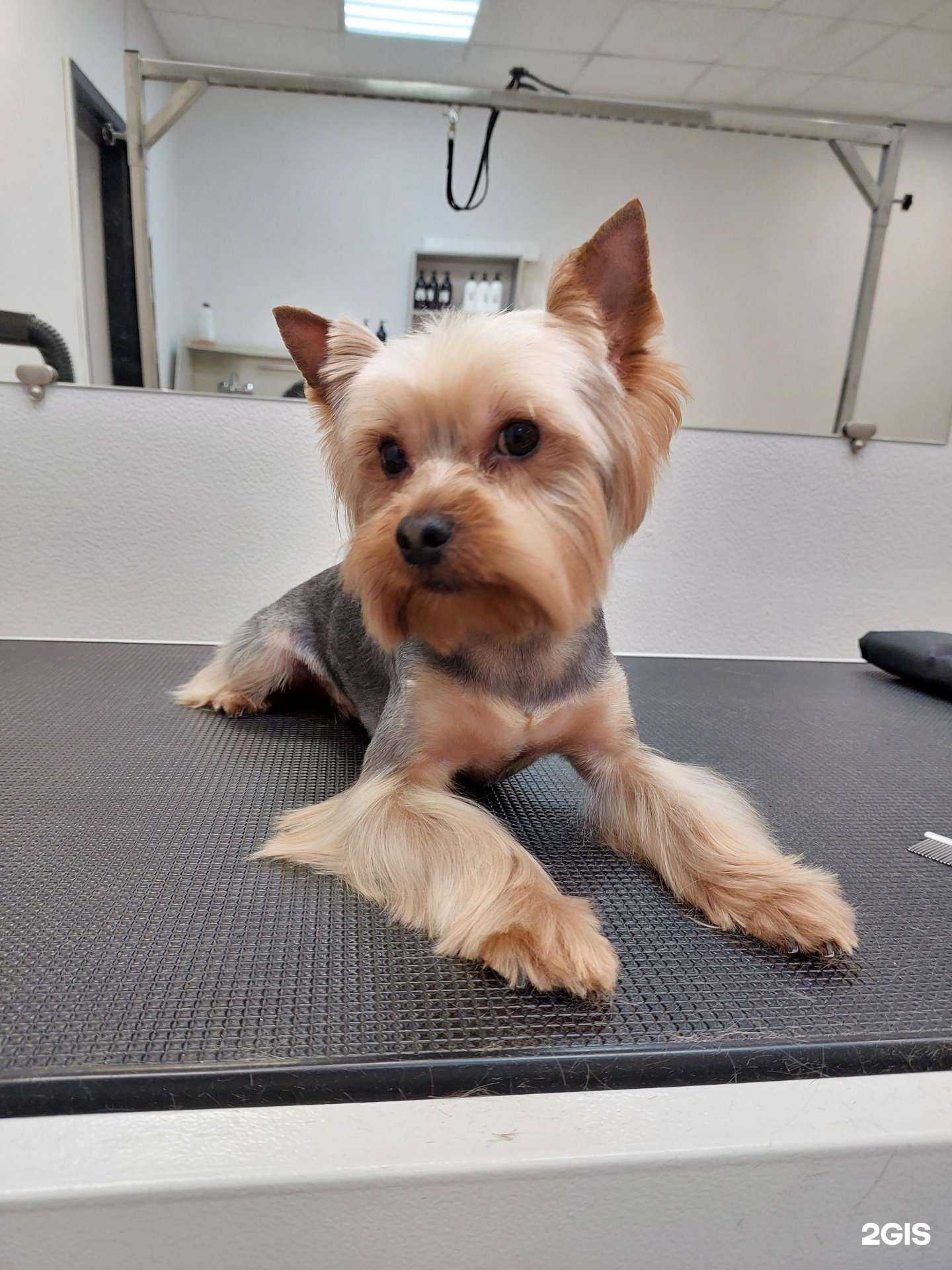 Отзывы на компанию Fluffy dog в Томске c фото