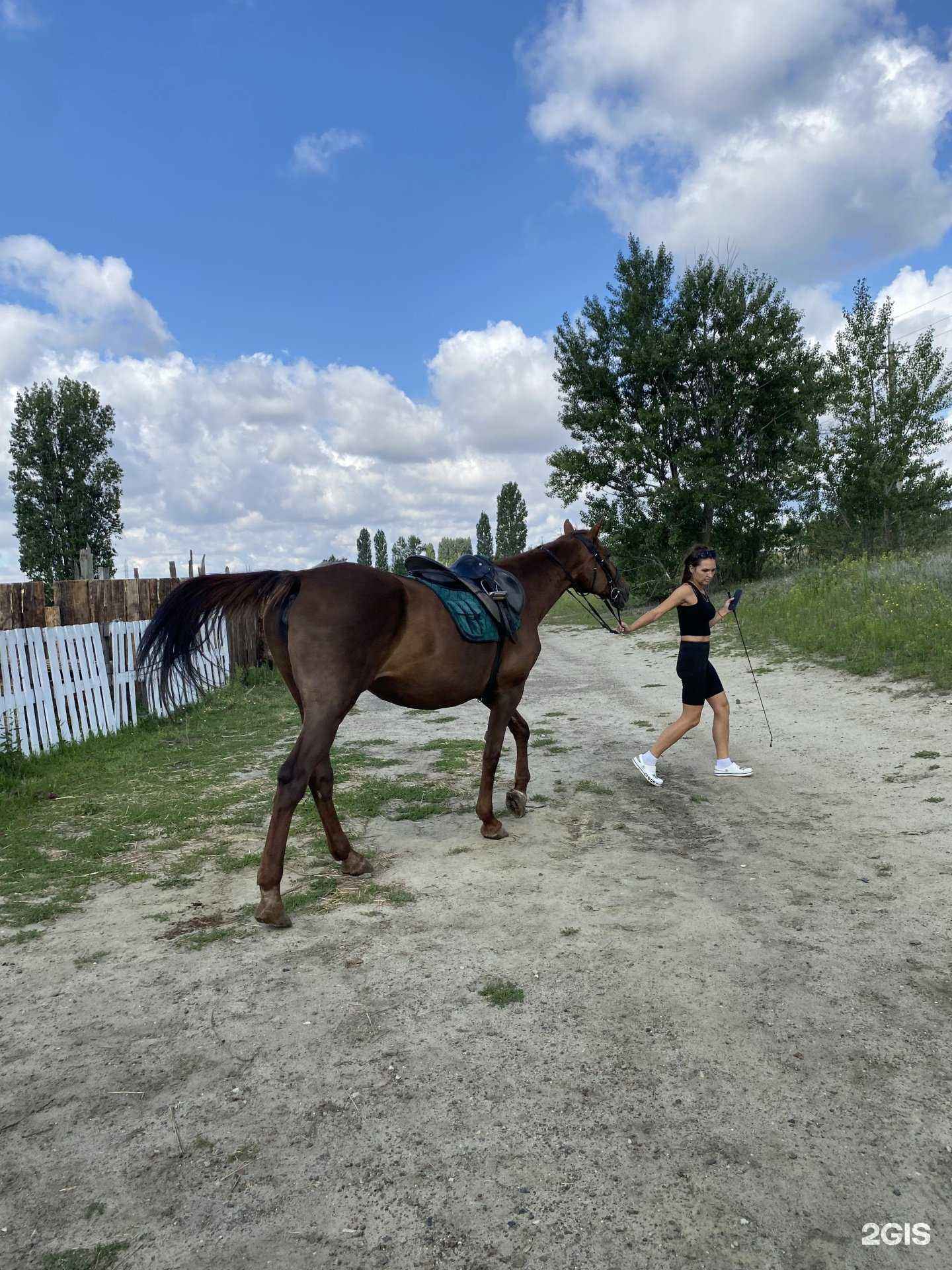 Отзывы на компанию Золотая лошадь в Камышине c фото