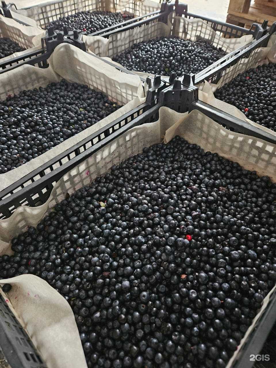 Отзывы на компанию Ягодград в Тюмени c фото