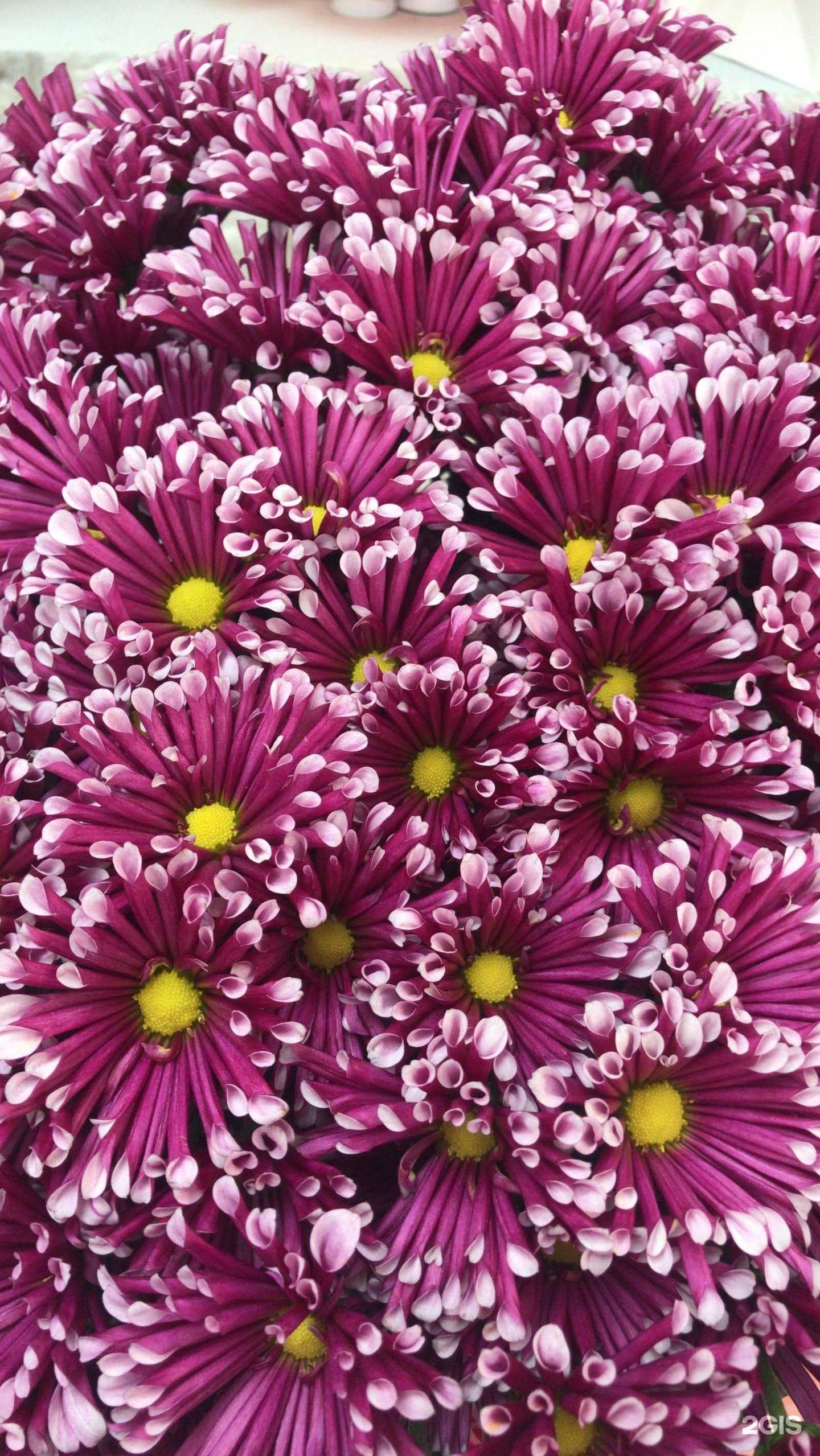 Отзывы на компанию Расцветай в г. Корсаков c фото