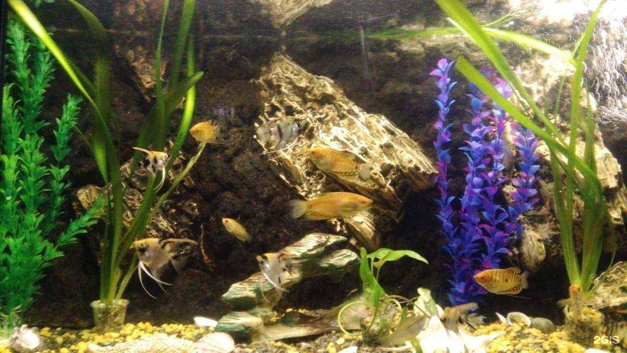 Отзывы на компанию Зверьё моё в г. Иркутск c фото