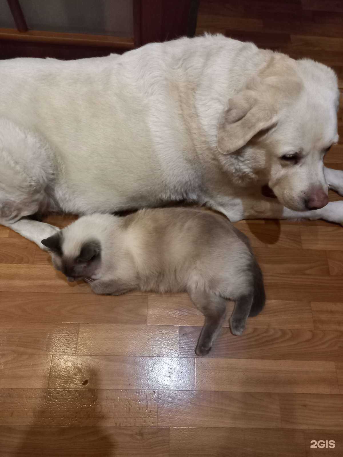 Отзывы на компанию А-мойка в Красноярске c фото