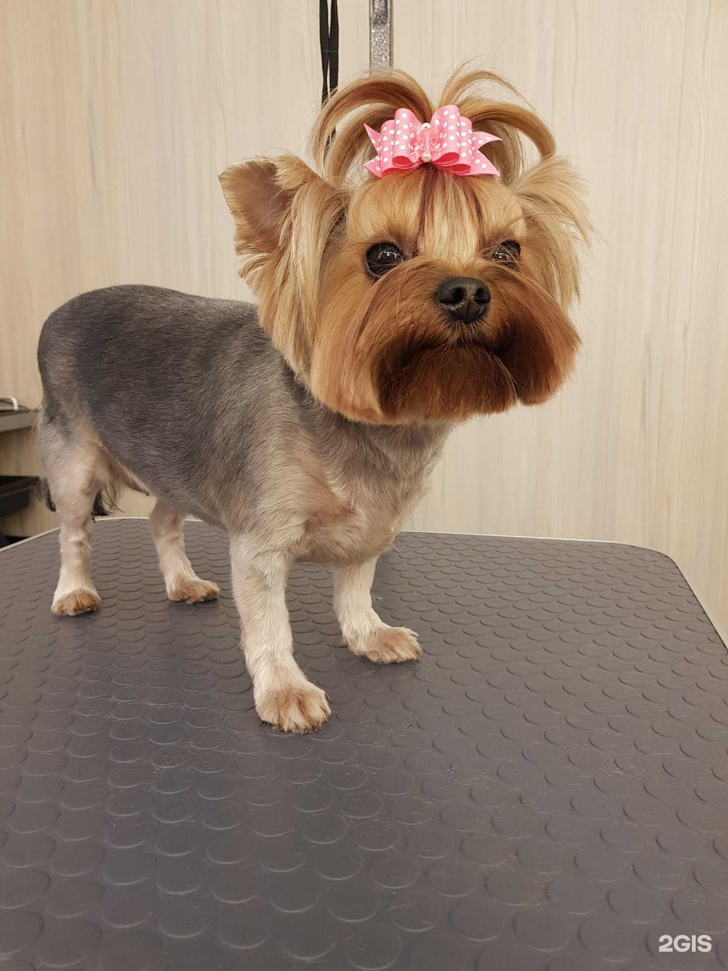 Отзывы на компанию Oh! My Dog в Чите c фото