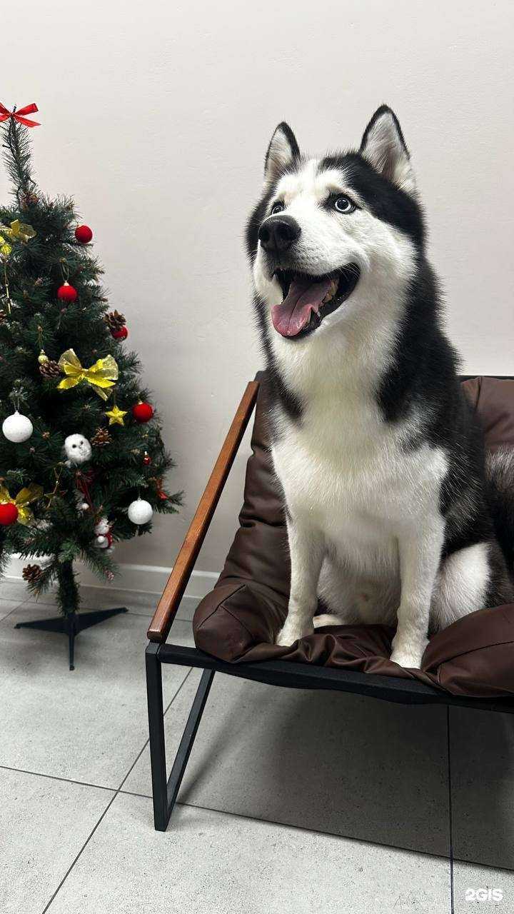 Отзывы на компанию Grooming point в Архангельске c фото