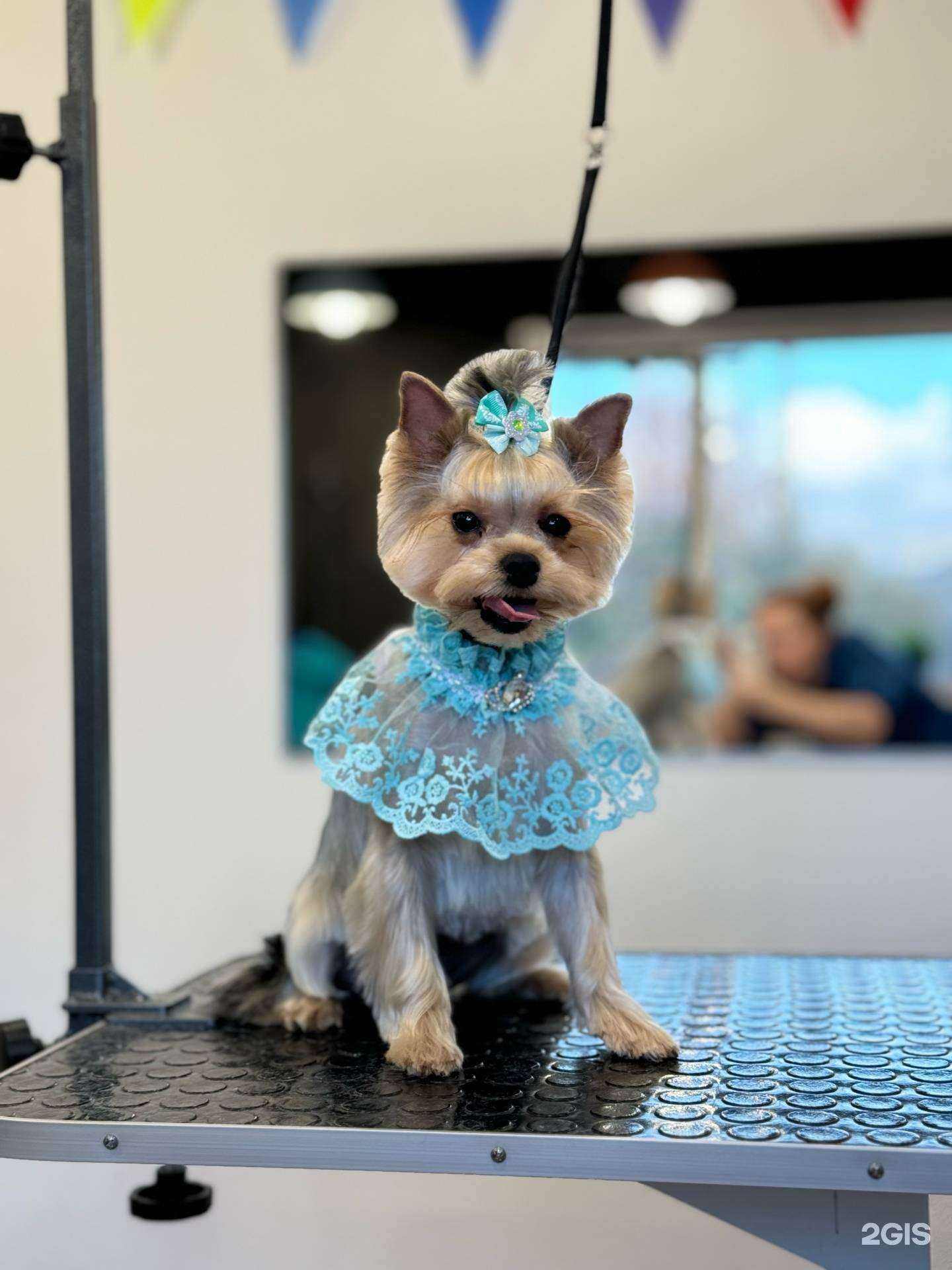 Отзывы на компанию КотОпёс в Каменске-Уральском c фото