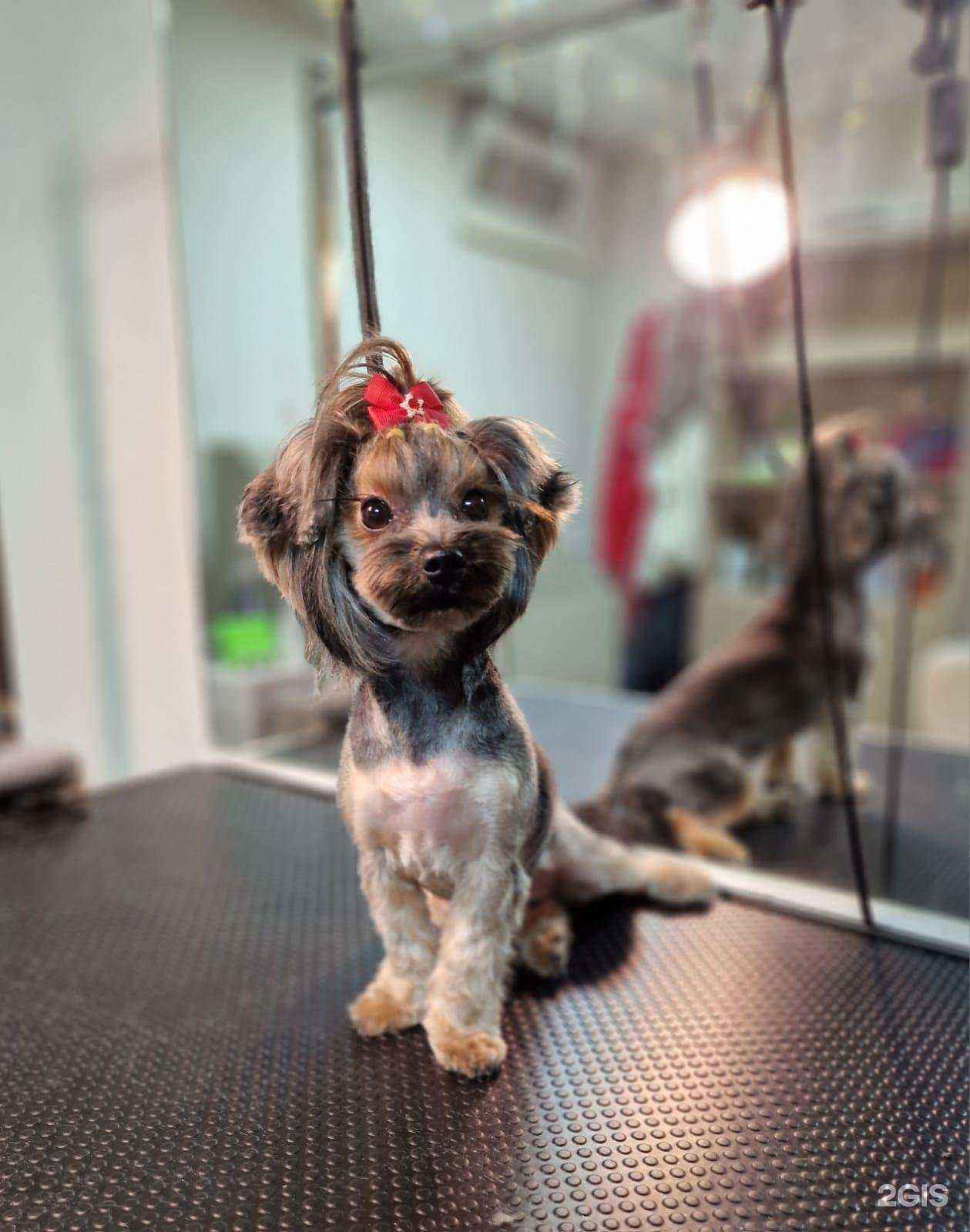 Отзывы на компанию Shanti Groom в Сочи c фото