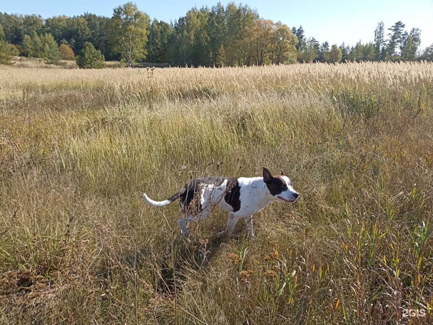 Отзывы на компанию Питомец в г. Набережные Челны c фото