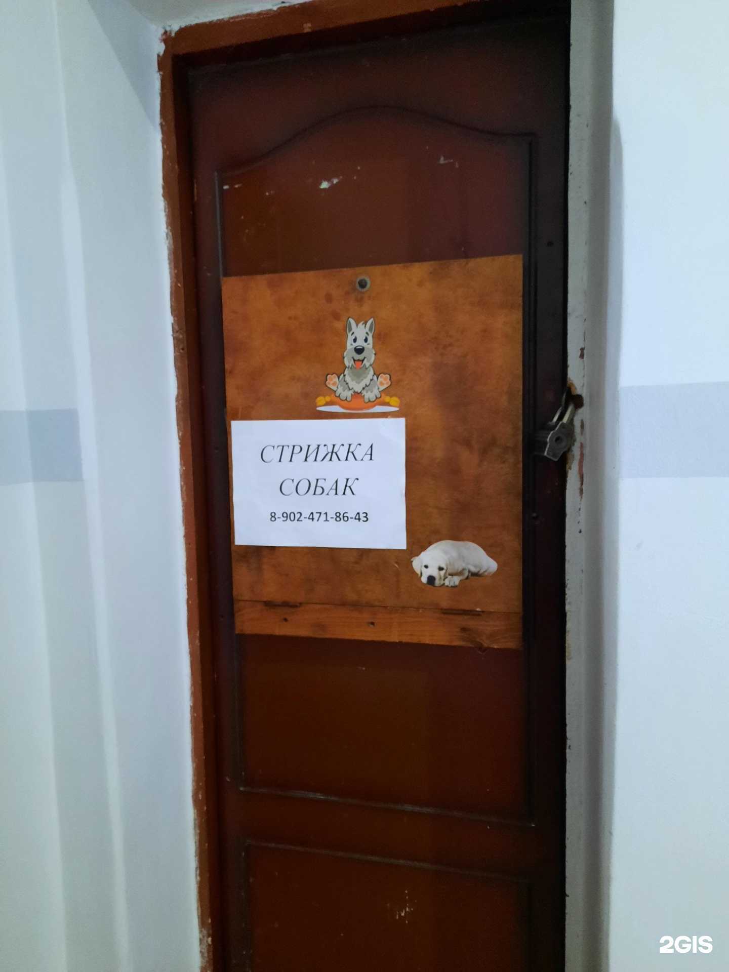 Отзывы на компанию Центр стрижки собак в г. Краснокамск c фото