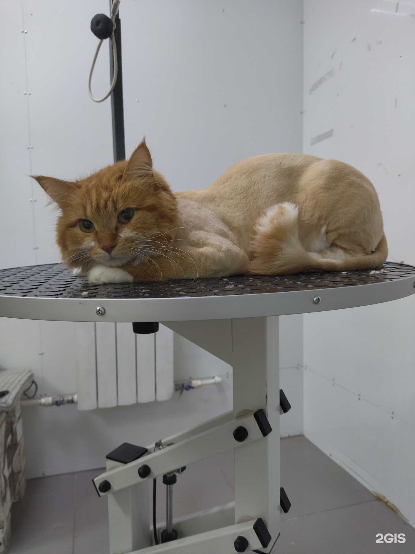 Отзывы на компанию ДоггиСтайл в г. Хабаровск c фото