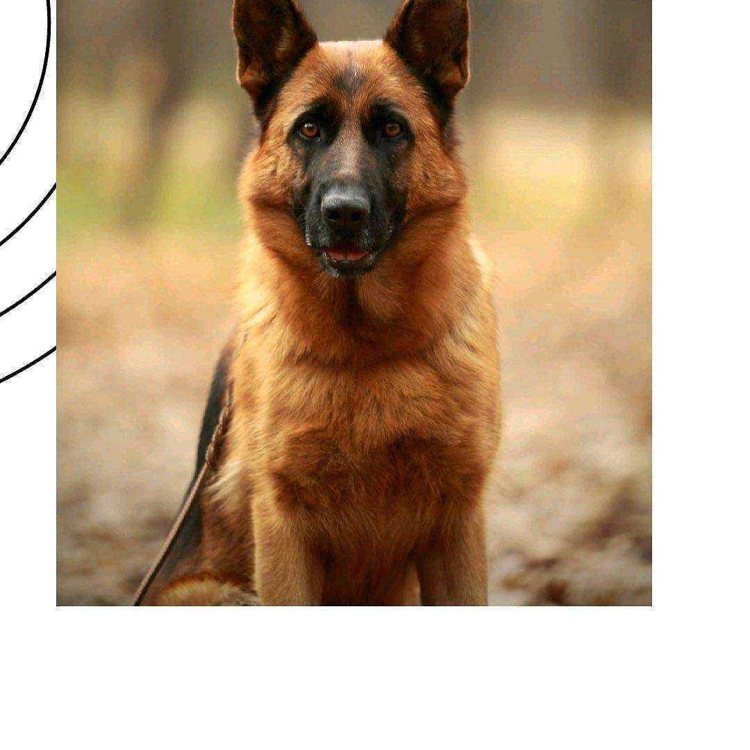 Отзывы на компанию Зооцентр в г. Саранск c фото