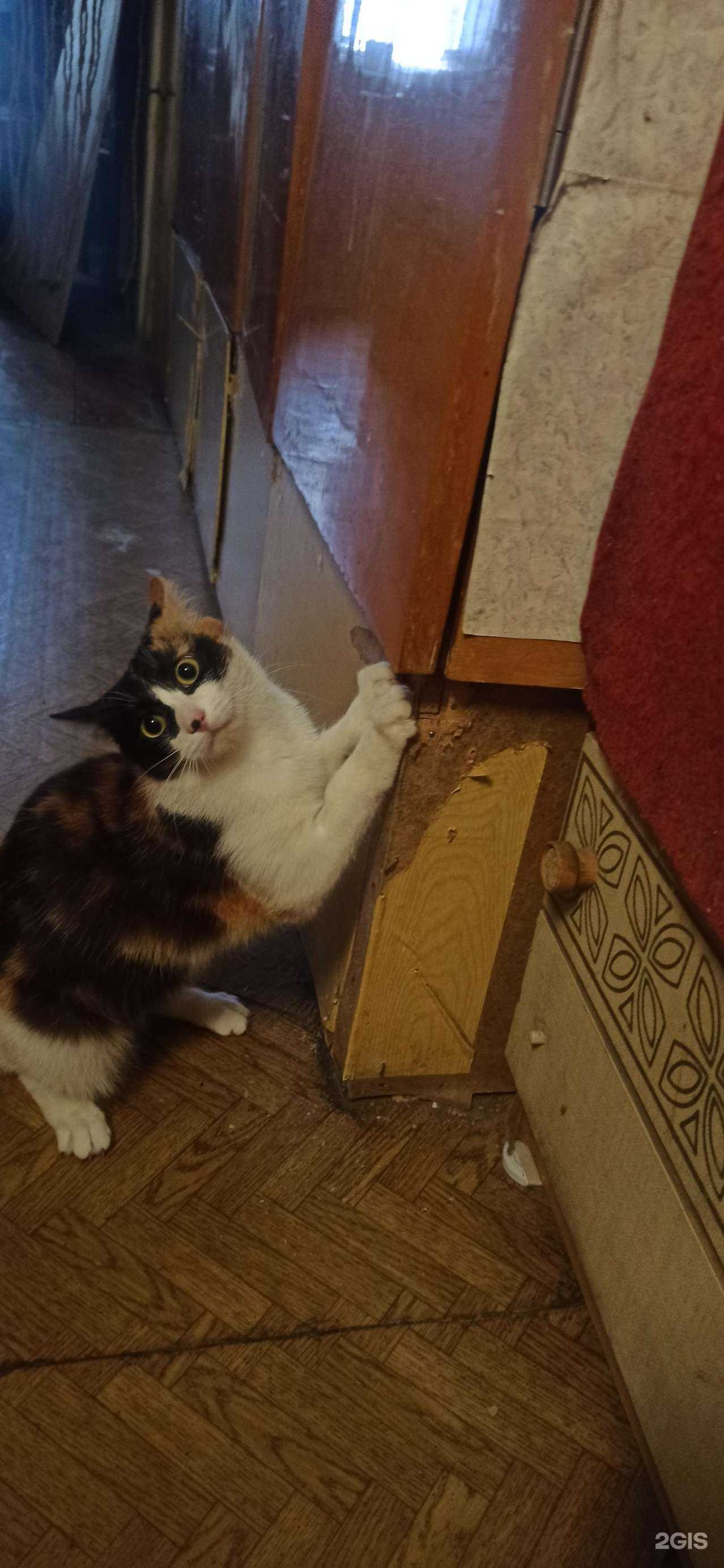 Отзывы на компанию Ветпомощь на АБ в Бийске c фото