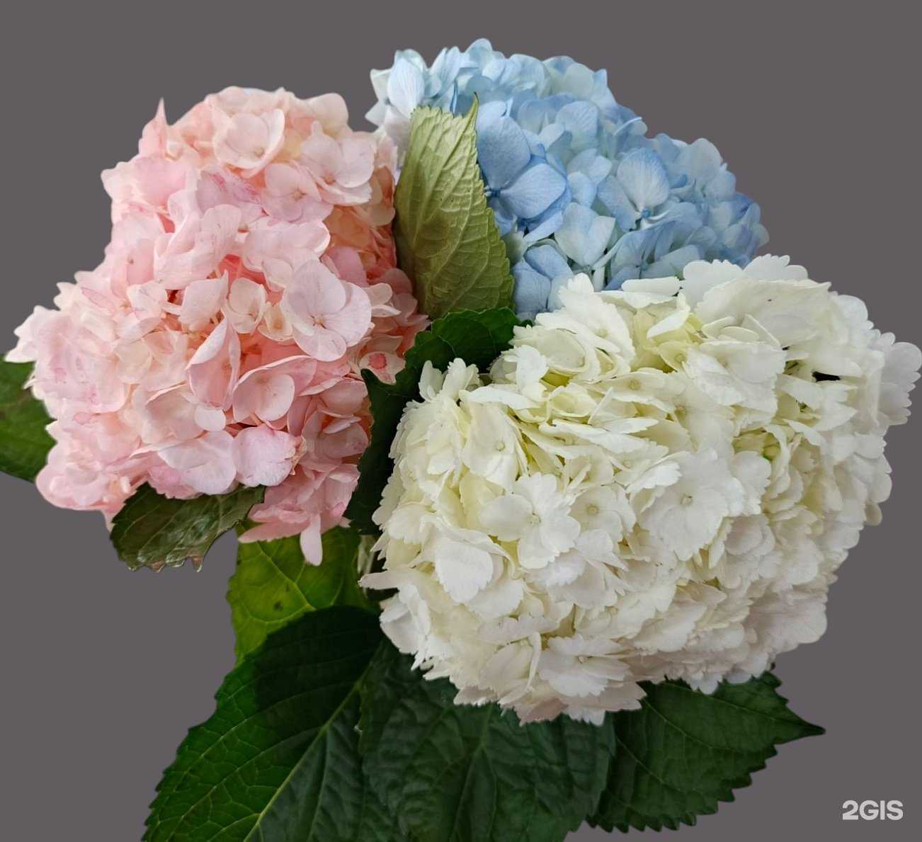 Отзывы на компанию Магия Цветов в Красноярске c фото