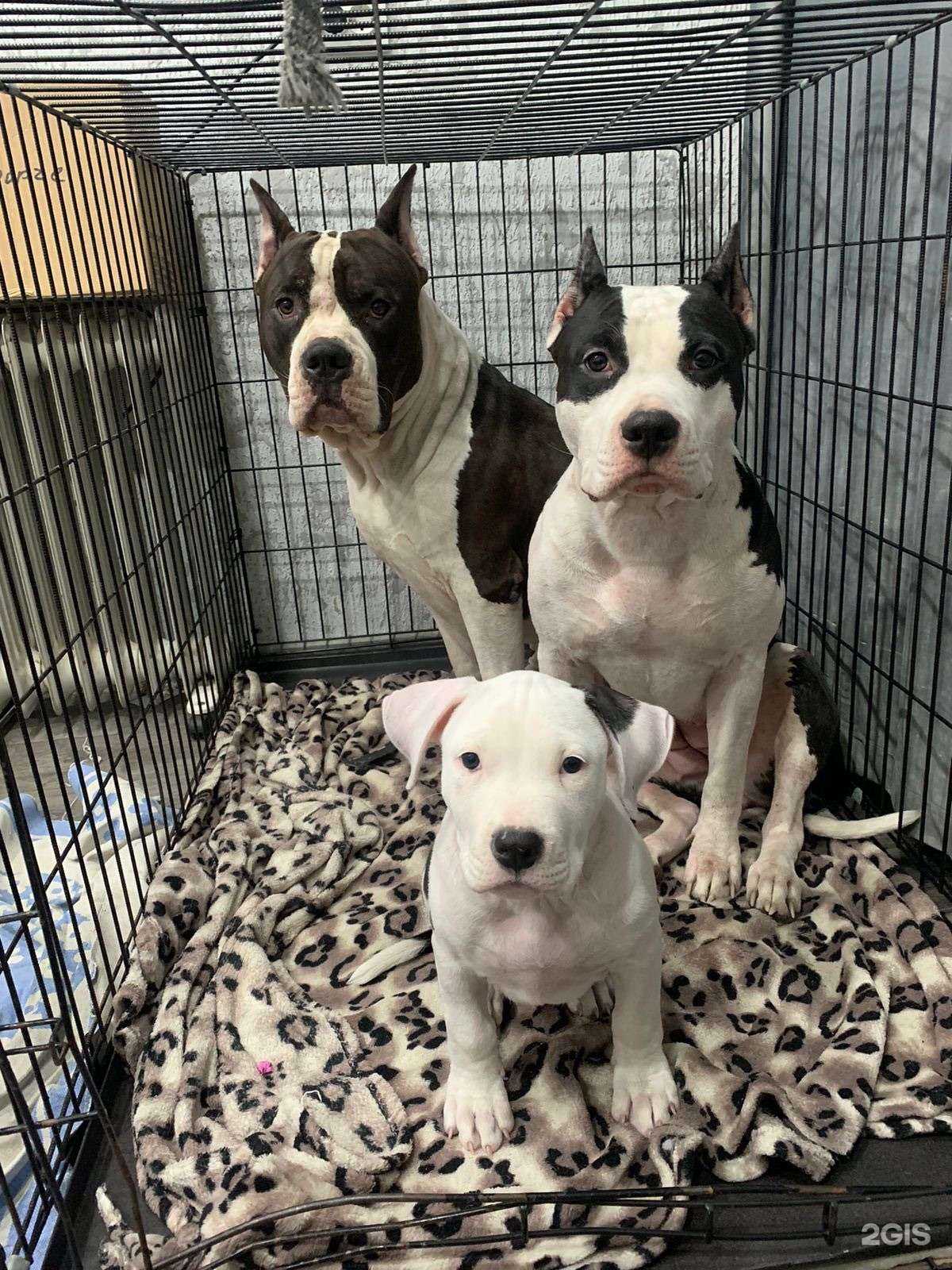 Отзывы на компанию Ноо-Вет в г. Новосибирск c фото