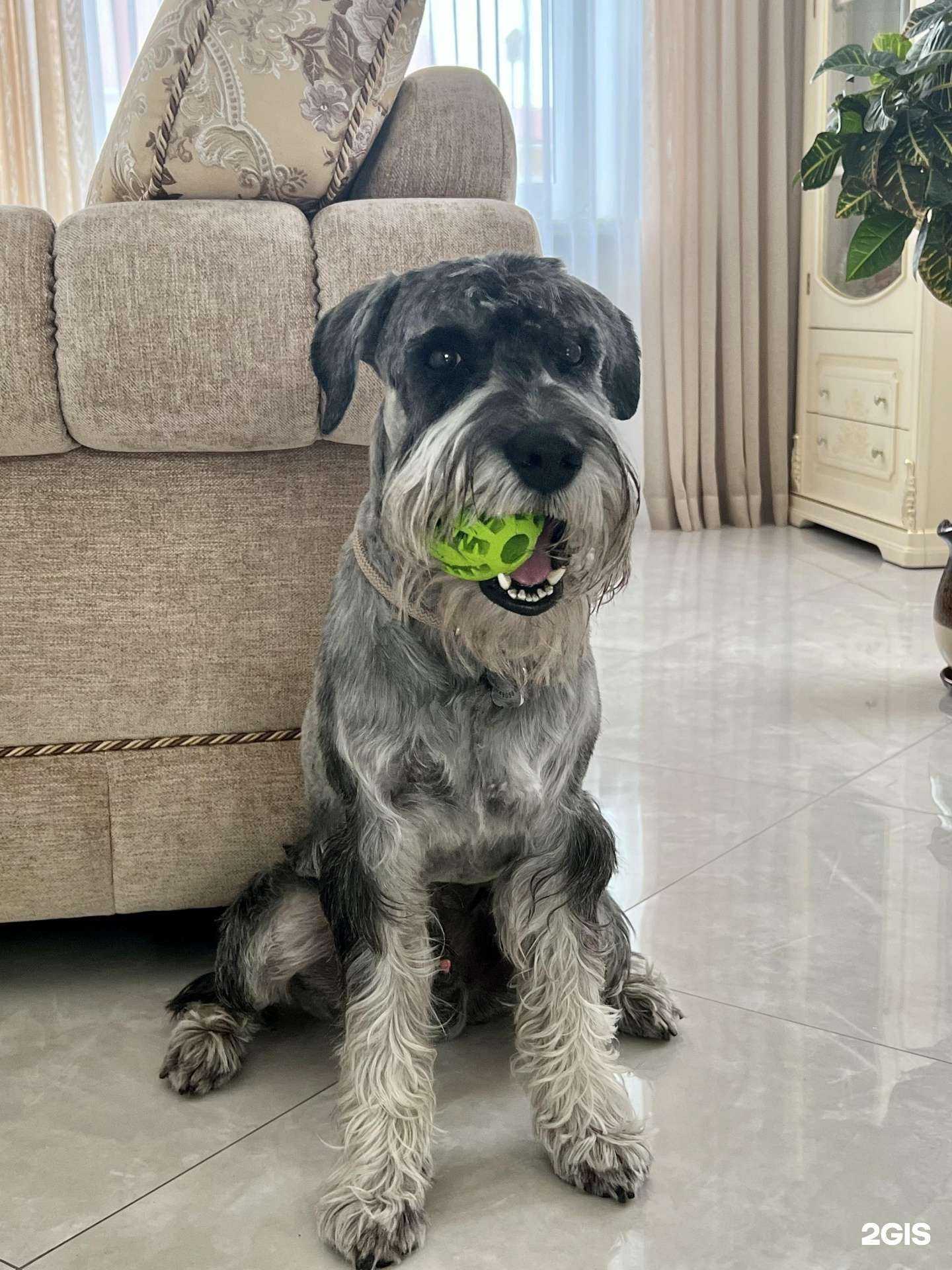 Отзывы на компанию Салон груминга в Магнитогорске c фото