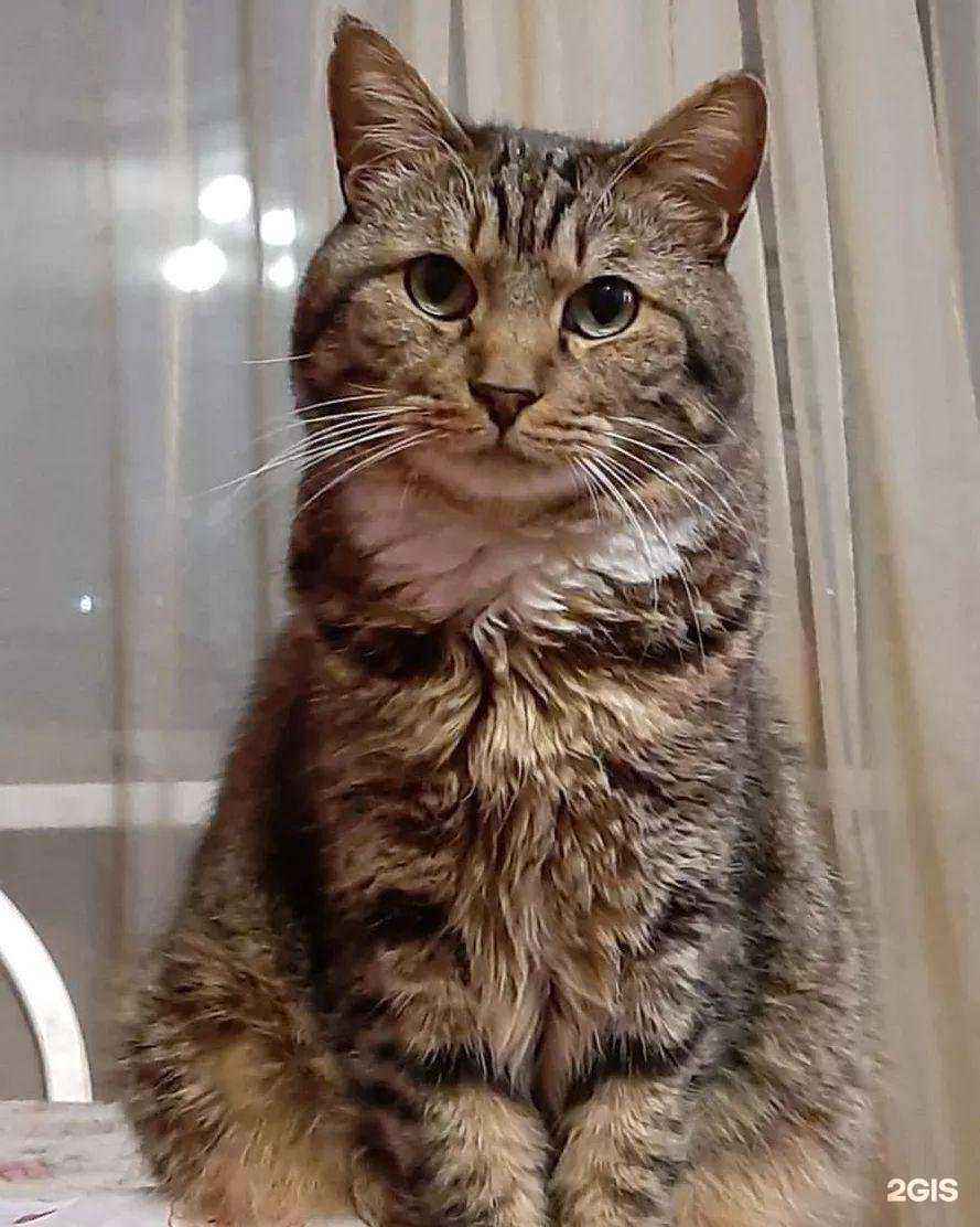 Отзывы на компанию 9 жизней в г. Владивосток c фото