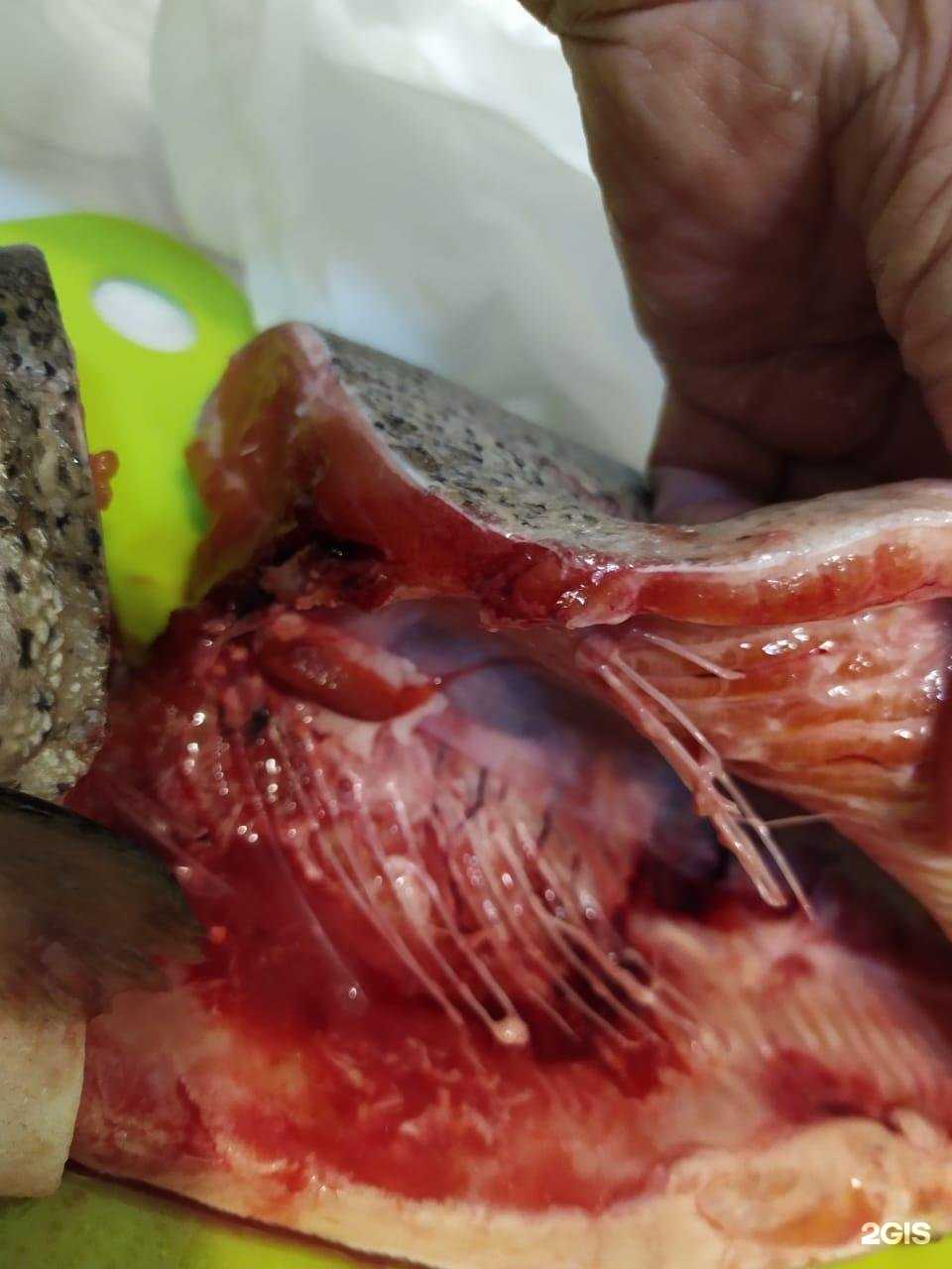 Отзывы на компанию Рыба Сибири в г. Иркутск c фото