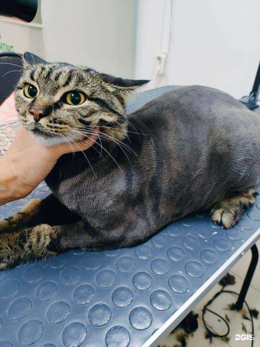 Отзывы на компанию Томасс и Плуто в Краснодаре c фото