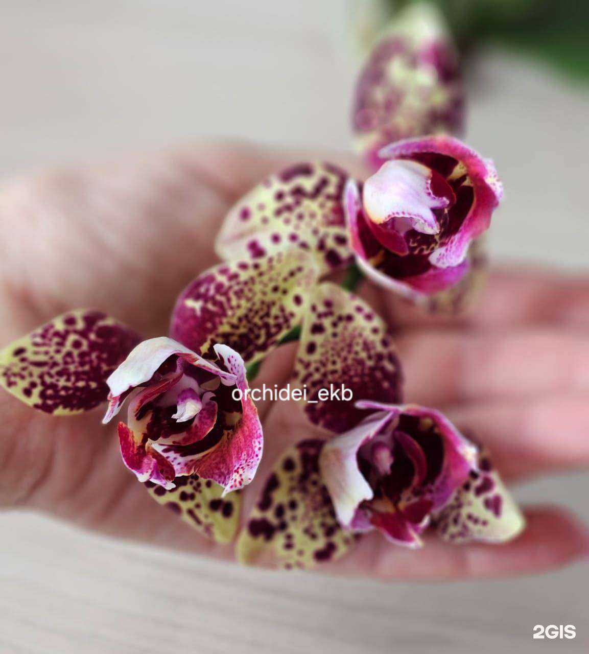 Отзывы на компанию Орхидеи-екб в г. Екатеринбург c фото