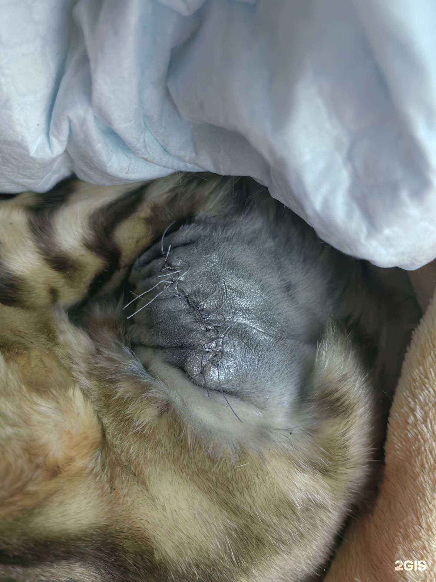 Отзывы на компанию Нововет в г. Новосибирск c фото